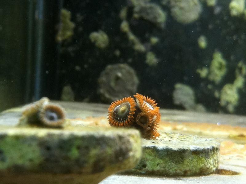 1935 sirpzoas - My new tank build