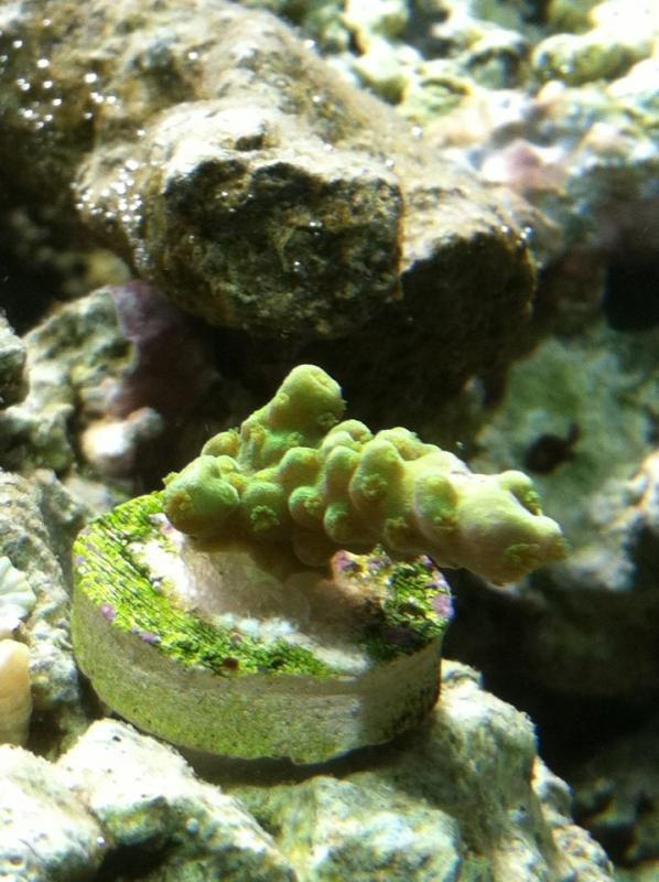 2291 swap1 - What Did You Get at the AMAZING AARC Swap?