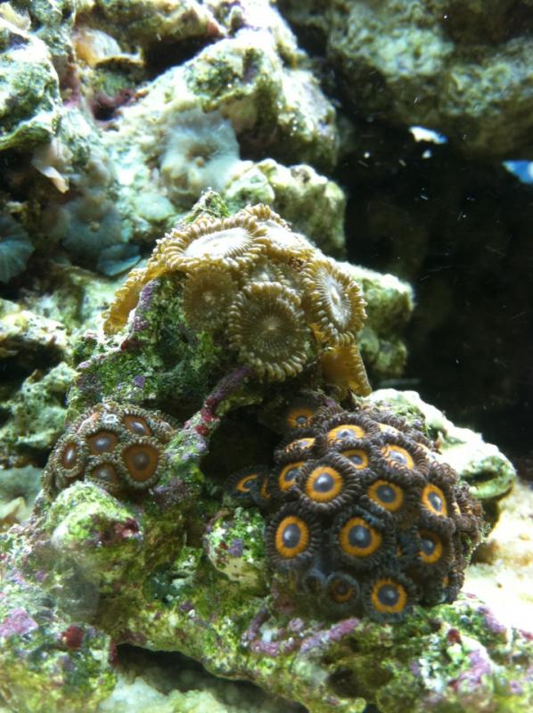 2292 swap2 - What Did You Get at the AMAZING AARC Swap?