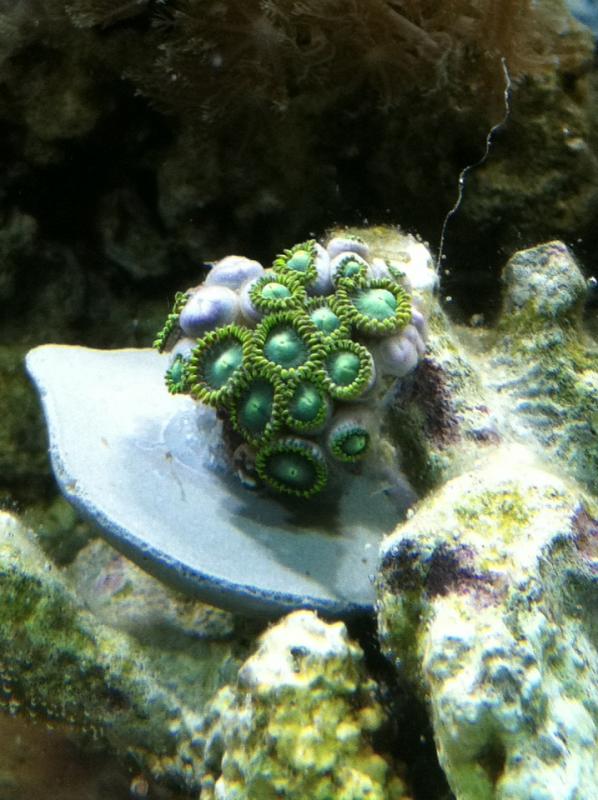 2293 swap3 - What Did You Get at the AMAZING AARC Swap?