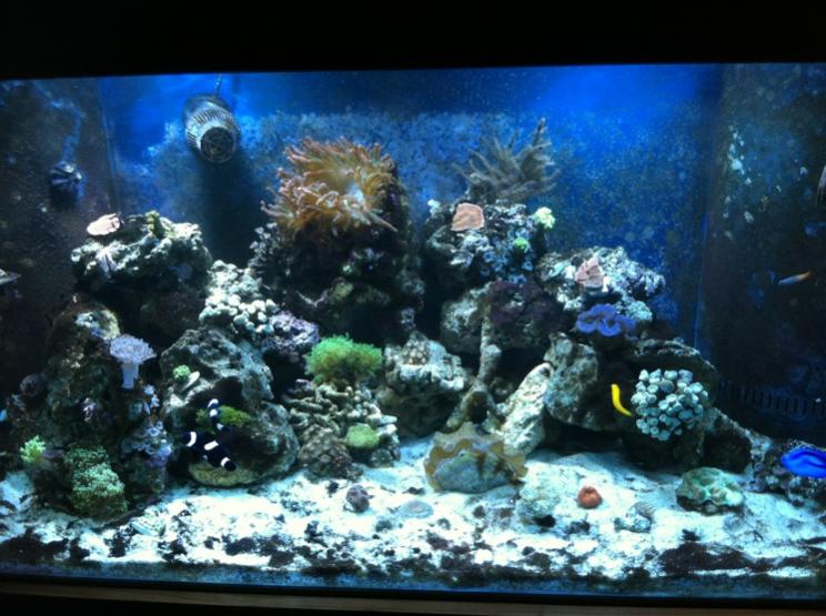 2619 1 - My new tank build
