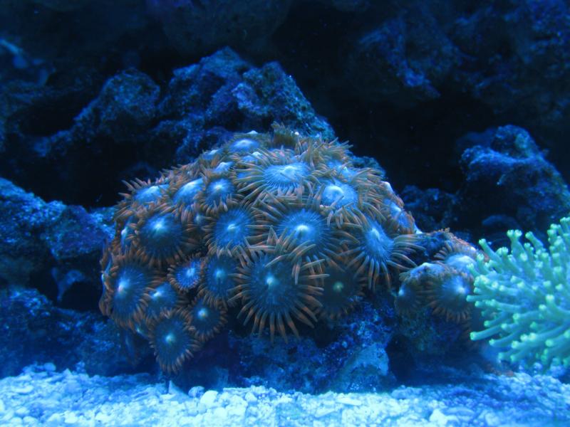2357 some orange thingies - Dan and Angela's tank
