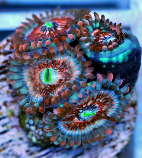 1766 newpics0001 2 1 - U-Pick Giveaway - sponsored by Zoa Collector