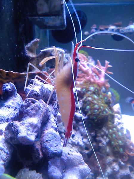 picturephp?albumid100&amppictureid540 - June POTM Contest - Sponsored by Totally Exotic Corals of Oregon