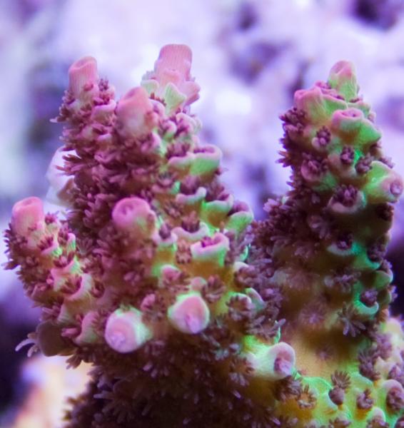 picturephp?albumid124&amppictureid876 - Macro Photo Contest - sponsored by Mr. Coral