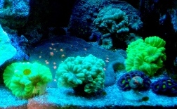 picturephp?albumid125&amppictureid695 - rbta and corals for sale.