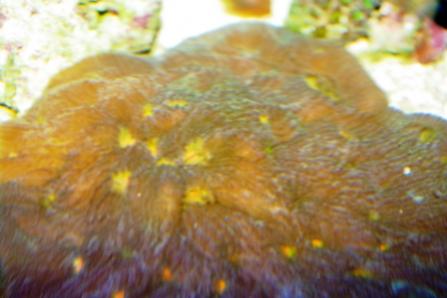 picturephp?albumid125&amppictureid697 - rbta and corals for sale.