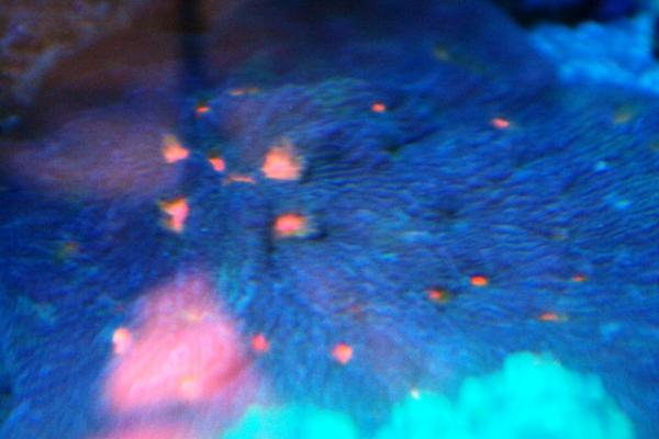 picturephp?albumid125&amppictureid698 - rbta and corals for sale.
