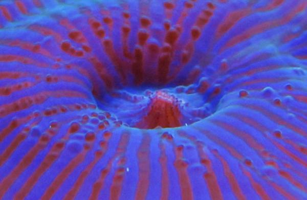 picturephp?albumid148&amppictureid944 - Macro Photo Contest - sponsored by Mr. Coral