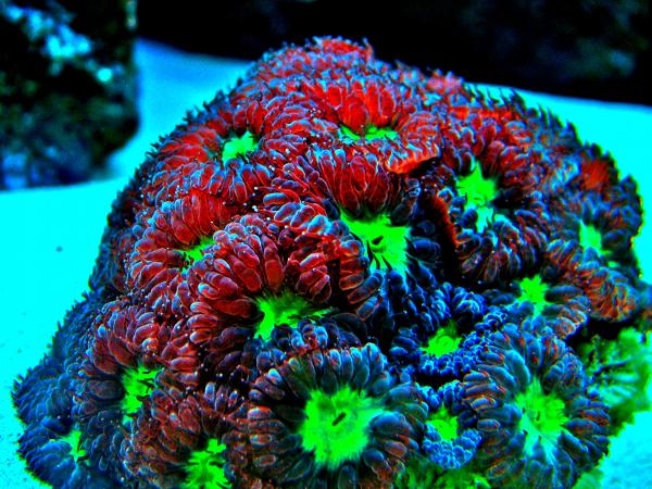 picturephp?albumid168&amppictureid889 - Macro Photo Contest - sponsored by Mr. Coral