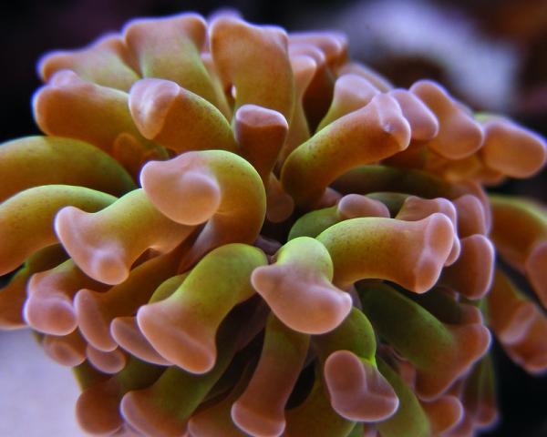 picturephp?albumid170&amppictureid910 - Macro Photo Contest - sponsored by Mr. Coral
