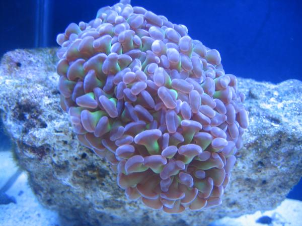 picturephp?albumid173&amppictureid954 - Macro Photo Contest - sponsored by Mr. Coral