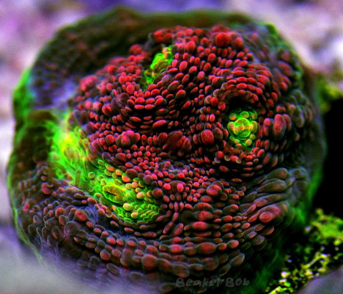 picturephp?albumid179&amppictureid984 - Luscious Reds - October Photo Contest - sponsored by Kees Aquarium