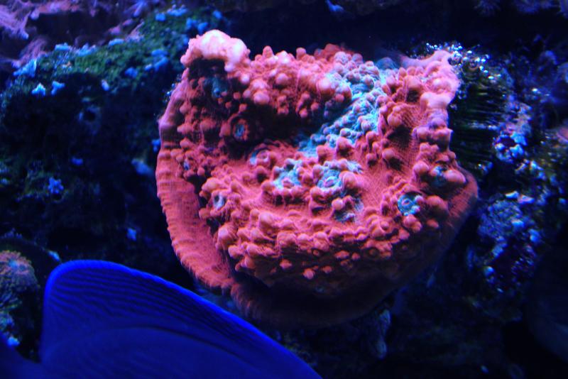 picturephp?albumid187&amppictureid1041 - Luscious Reds - October Photo Contest - sponsored by Kees Aquarium