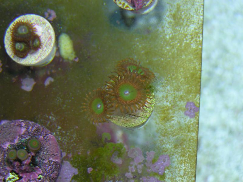 picturephp?albumid194&amppictureid1137 - demons 29g biocube