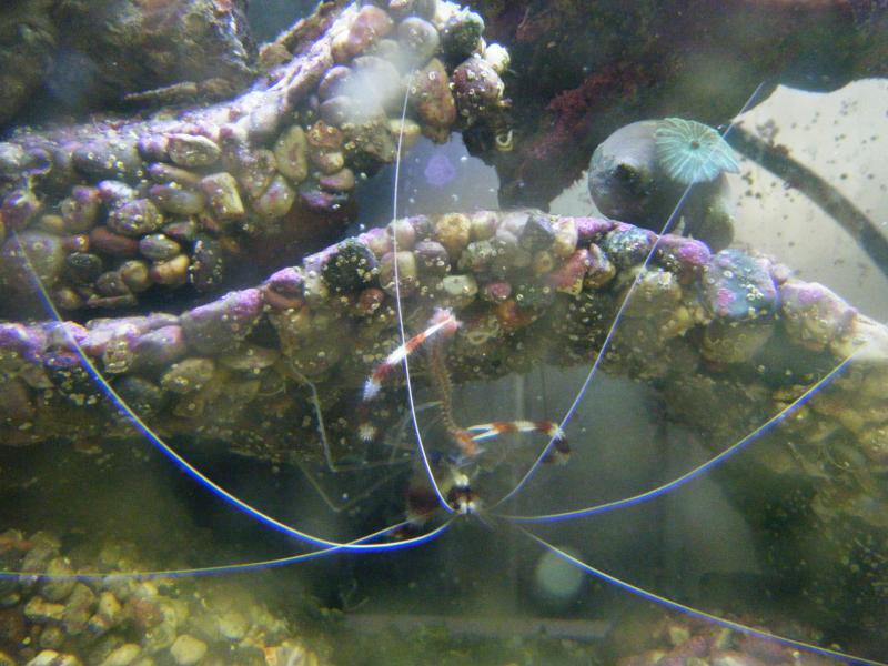 picturephp?albumid209&amppictureid1188 - Photo Contest: Peace on Earth  - sponsored by Amazon Stingrays