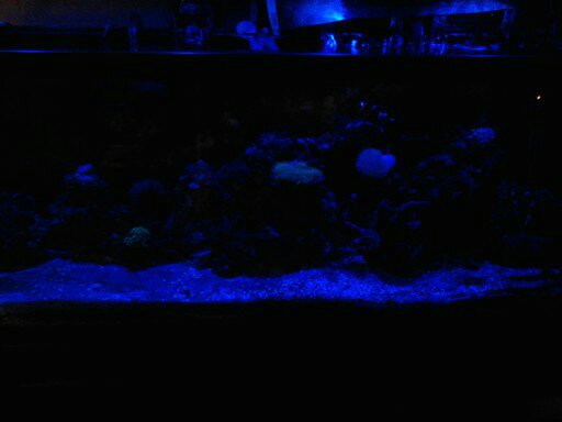 picturephp?albumid348&amppictureid2948&ampthumb1 - Erik and Rachaels reef tank