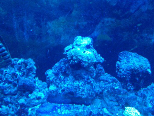 picturephp?albumid348&amppictureid2950&ampthumb1 - Erik and Rachaels reef tank