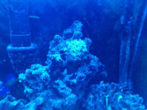 picturephp?albumid348&amppictureid2952&ampthumb1 - Erik and Rachaels reef tank
