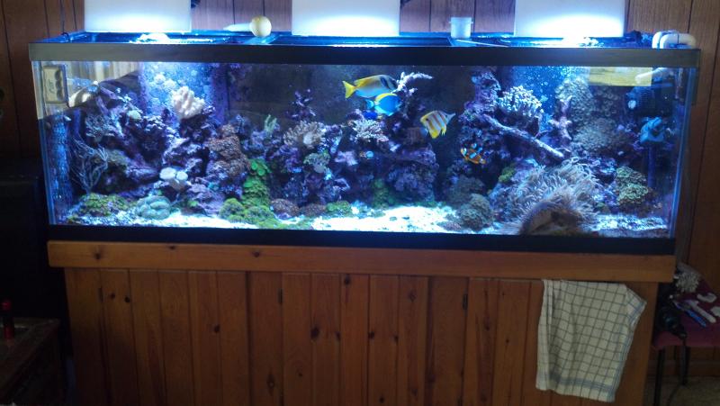 picturephp?albumid352&amppictureid2990&ampthumb1 - my 125 gallon reef