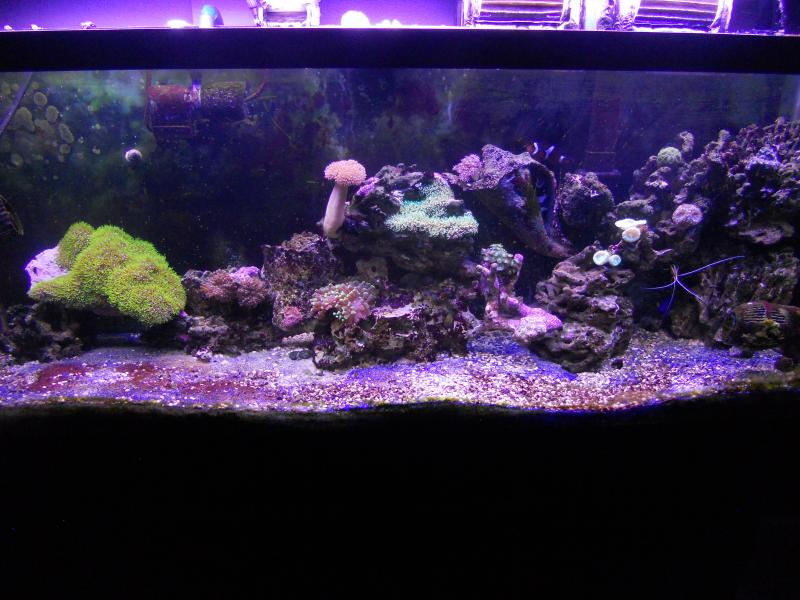 picturephp?albumid357&amppictureid3073&ampthumb1 - Erik and Rachaels reef tank