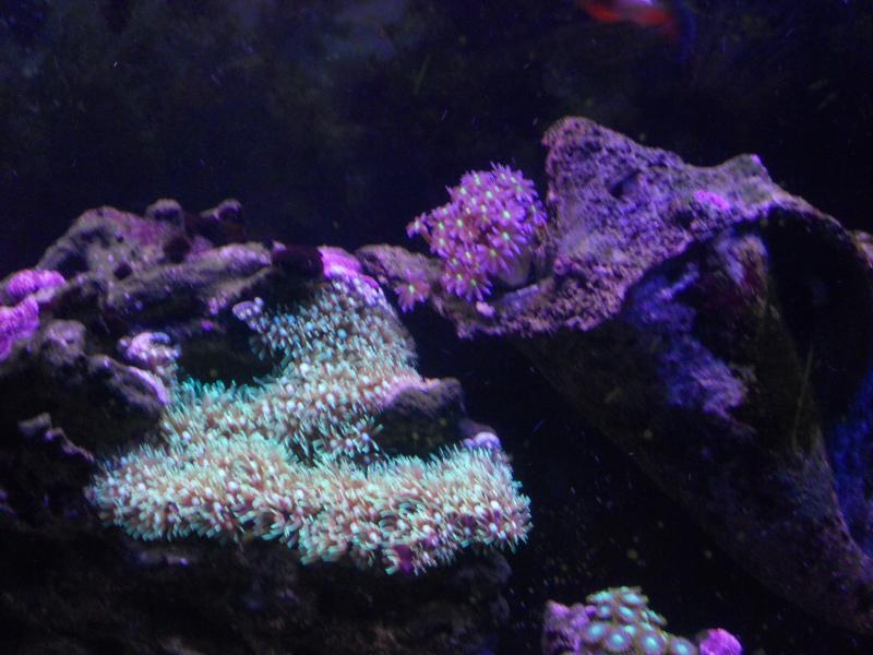 picturephp?albumid357&amppictureid3074&ampthumb1 - Erik and Rachaels reef tank