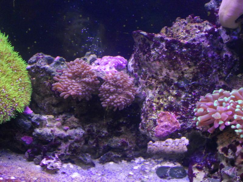 picturephp?albumid357&amppictureid3075&ampthumb1 - Erik and Rachaels reef tank