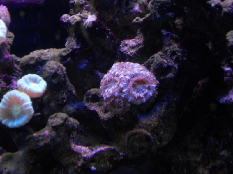 picturephp?albumid357&amppictureid3077&ampthumb1 - Erik and Rachaels reef tank