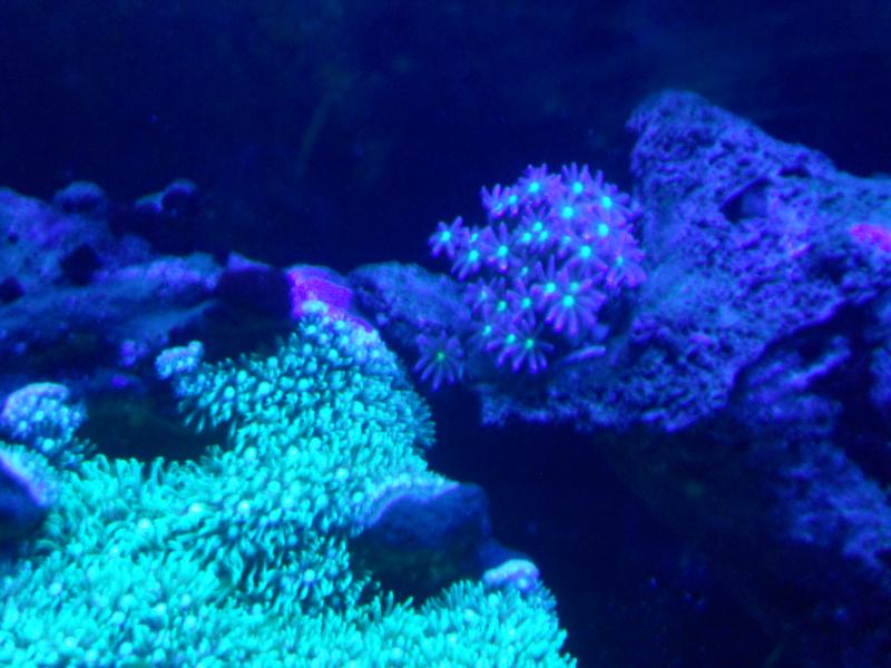 picturephp?albumid357&amppictureid3078&ampthumb1 - Erik and Rachaels reef tank