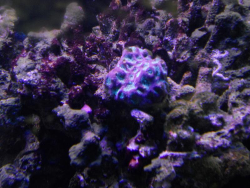 picturephp?albumid357&amppictureid3079&ampthumb1 - Erik and Rachaels reef tank