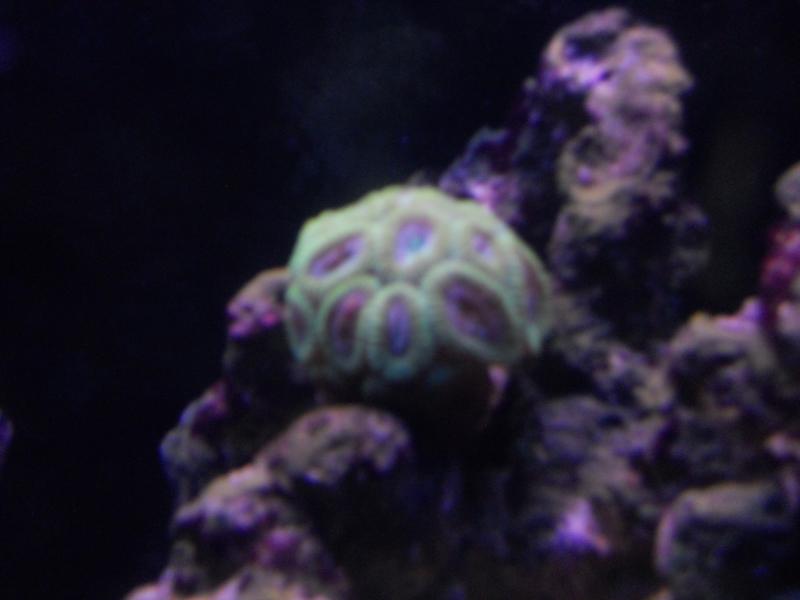 picturephp?albumid357&amppictureid3080&ampthumb1 - Erik and Rachaels reef tank