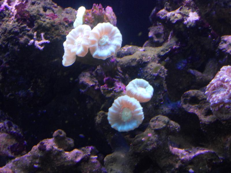 picturephp?albumid357&amppictureid3081&ampthumb1 - Erik and Rachaels reef tank