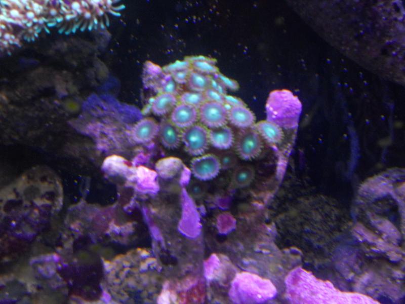 picturephp?albumid357&amppictureid3082&ampthumb1 - Erik and Rachaels reef tank