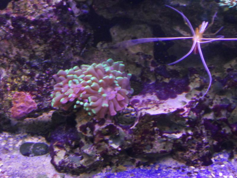 picturephp?albumid357&amppictureid3084&ampthumb1 - Erik and Rachaels reef tank