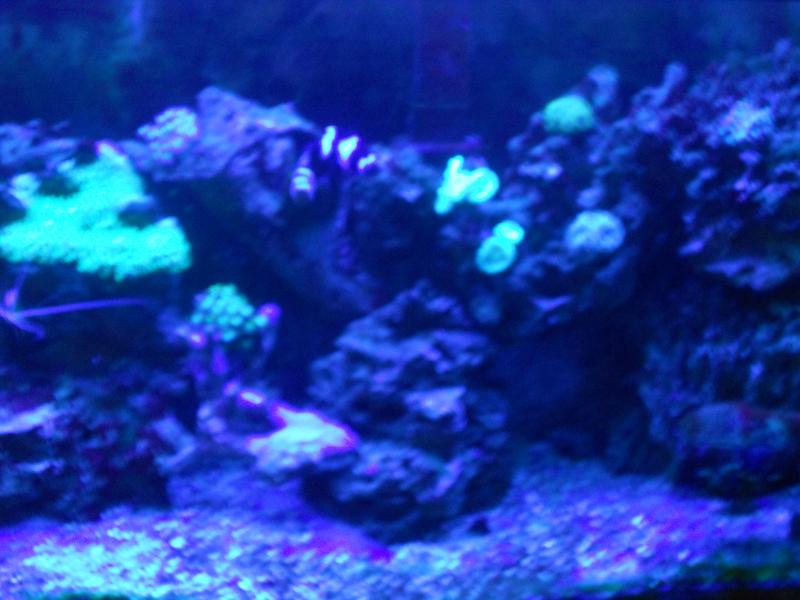picturephp?albumid357&amppictureid3085&ampthumb1 - Erik and Rachaels reef tank