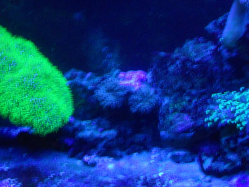 picturephp?albumid357&amppictureid3086&ampthumb1 - Erik and Rachaels reef tank