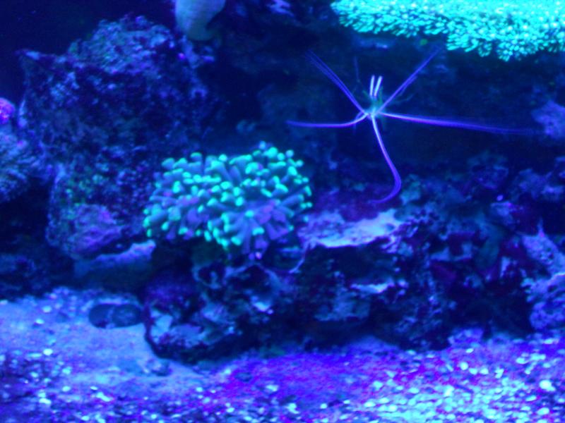 picturephp?albumid357&amppictureid3087&ampthumb1 - Erik and Rachaels reef tank