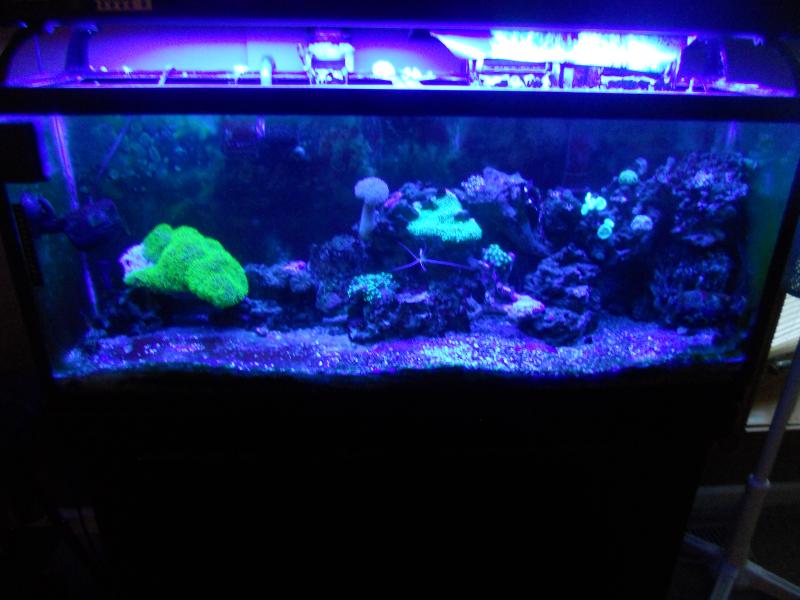 picturephp?albumid357&amppictureid3088&ampthumb1 - Erik and Rachaels reef tank
