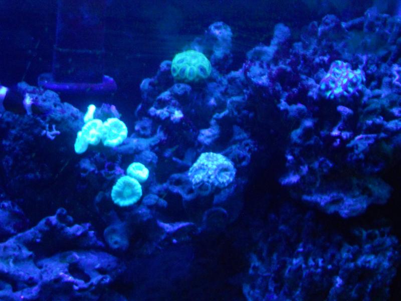 picturephp?albumid357&amppictureid3090&ampthumb1 - Erik and Rachaels reef tank