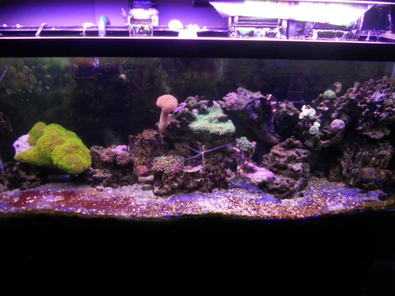 picturephp?albumid357&amppictureid3091&ampthumb1 - Erik and Rachaels reef tank
