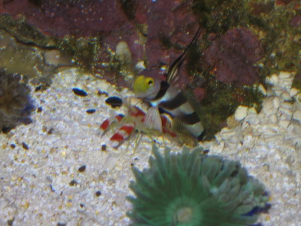 picturephp?albumid41&amppictureid154 - Photo Contest: Peace on Earth  - sponsored by Amazon Stingrays