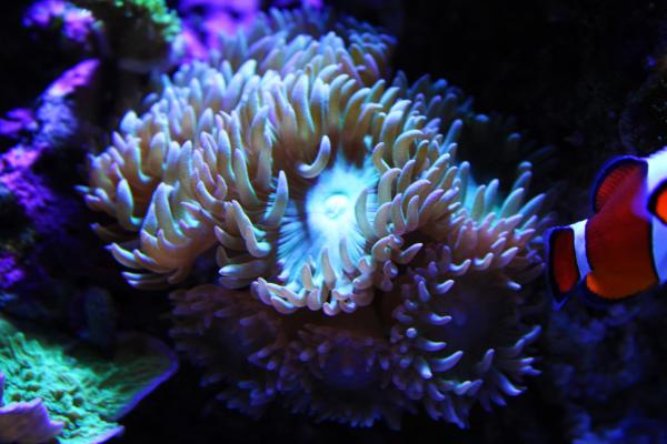 picturephp?albumid69&amppictureid399 - April Photo of the Month Contest - sponsored by Fish Doctors
