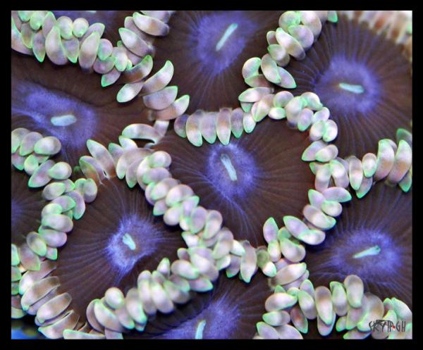 picturephp?albumid75&amppictureid898 - Macro Photo Contest - sponsored by Mr. Coral