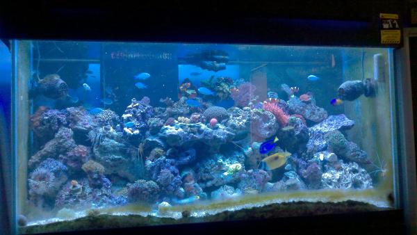 picturephp?albumid79&amppictureid871 - Redford's First reef!