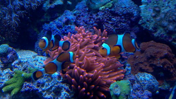 picturephp?albumid79&amppictureid873 - Redford's First reef!