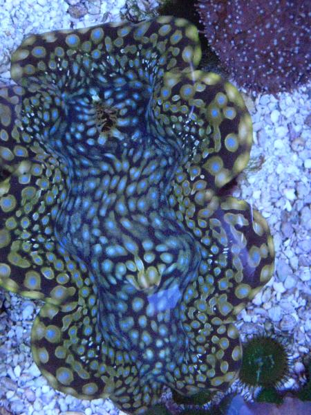 picturephp?albumid83&amppictureid545 - June POTM Contest - Sponsored by Totally Exotic Corals of Oregon