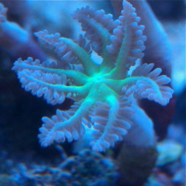 picturephp?albumid83&amppictureid887 - Macro Photo Contest - sponsored by Mr. Coral