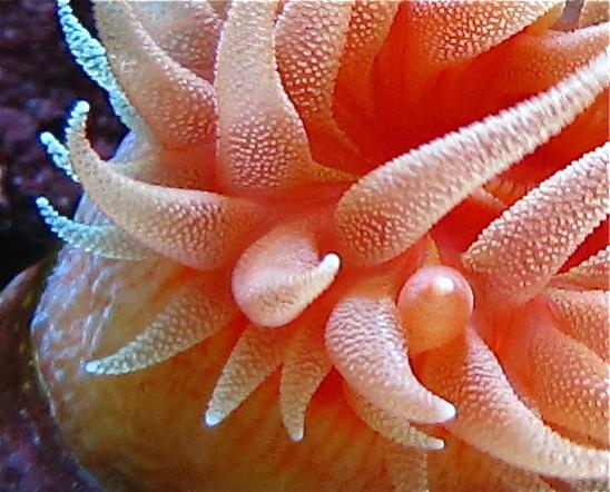 picturephp?albumid84&amppictureid943 - Macro Photo Contest - sponsored by Mr. Coral