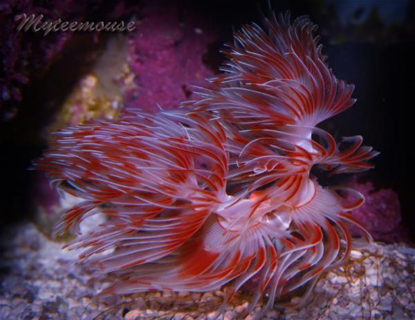 picturephp?albumid97&amppictureid523 - June POTM Contest - Sponsored by Totally Exotic Corals of Oregon