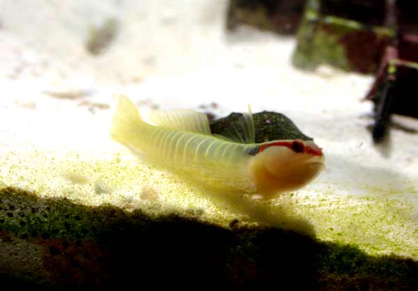 greenbanded goby - jimsflies Invert Ranch